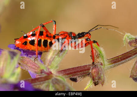 (Rhinocoris iracundus assassin bug, Rhynocoris iracundus), sur une tige, Allemagne Banque D'Images