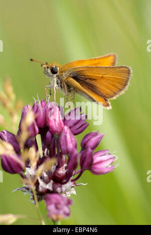 Essex skipper (Thymelicus lineolus, Thymelicus lineola), sur des fleurs lilas, Allemagne Banque D'Images