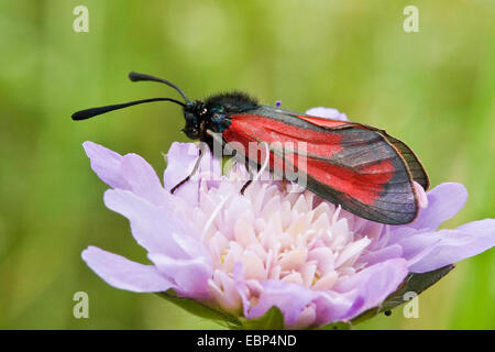 Zygaena purpuralis Burnett (transparent), sur une fleur scabious, Suisse Banque D'Images