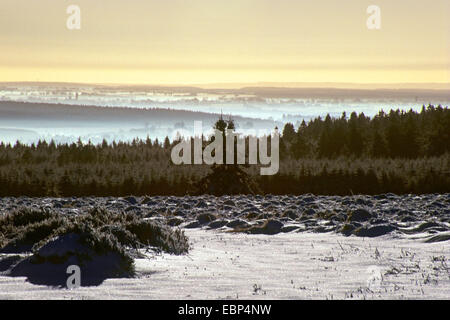 Hautes Fagnes, dans early morning light, Belgique, Baraque de Michel, Hautes Fagnes Banque D'Images