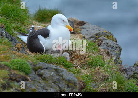 Plus grand goéland marin (Larus marinus), avec chick sur le nid, l'Islande Banque D'Images