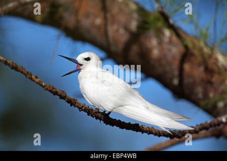 La sterne blanche (Gygis alba), siège avec Ouvrir dans une loi elle-Arbre de chêne, les Seychelles, l'Île aux Oiseaux Banque D'Images