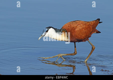 Actophilornis africana African jacana (), Recherche pour l'alimentation en eau peu profonde, Afrique du Sud, Kruger National Park Banque D'Images