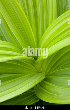 L'hellébore blanc, vert faux hellébore, Indian poke, green hellebore (Veratrum viride), feuilles, USA, Alaska, Mt. Roberts Banque D'Images