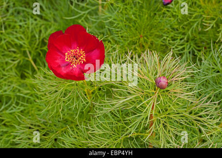 Feuille de fougère, Double pivoine Fernleaf Peony (Paeonia tenuifolia), blooming Banque D'Images