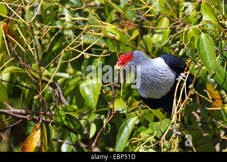 Seychelles pigeon bleu (Alectroenas pulcherrima), à la recherche de nourriture dans un arbre , Seychelles, Mahe Banque D'Images