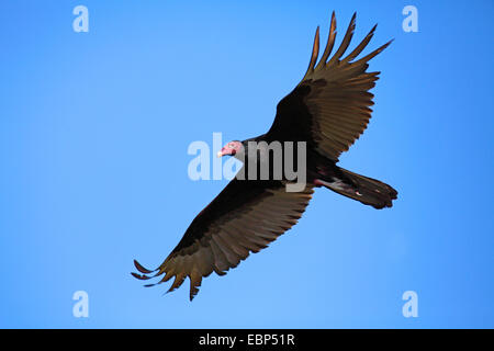 Urubu à tête rouge (Cathartes aura), en vol, USA, Floride, l'île des Pins Banque D'Images