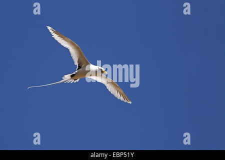 Le cerf (Phaethon lepturus tropic bird), voler, les Seychelles, l'Île aux Oiseaux Banque D'Images