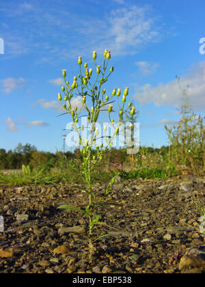 Horseweed vergerette du Canada, (Conyza canadensis, Erigeron canadensis), qui fleurit sur la masse industrielle, ALLEMAGNE Banque D'Images