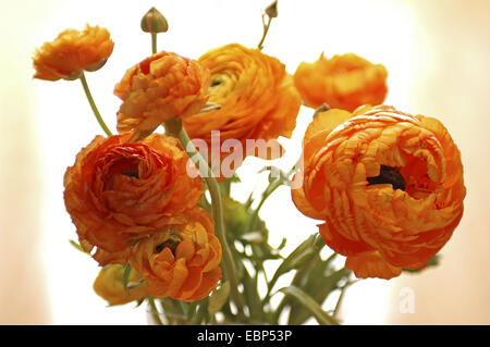 Persian Buttercup, Ranunculus, Turban Turban (Ranunculus asiaticus, Ranunculus hortensis), dans un vase de fleurs Banque D'Images