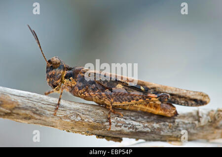 Red-winged Grasshopper svelte, Band-winged Grasshopper (Acrotylus patruelis), sur une branche Banque D'Images
