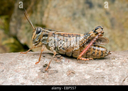 Criquet italien (Calliptamus italicus), sur une pierre, en Allemagne, en Hesse Banque D'Images