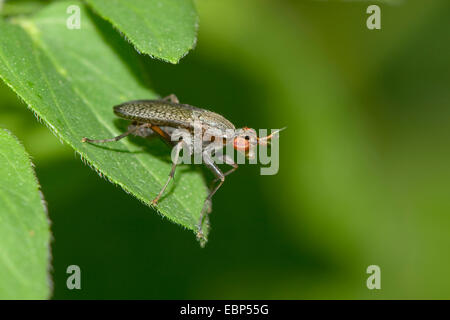Escargot-tuer voler (Coremacera marginata), sur une feuille, Allemagne Banque D'Images