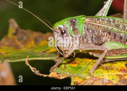 Dectique verrucivore, bushcricket dectique verrucivore (Decticus verrucivorus), portrait, Suisse Banque D'Images