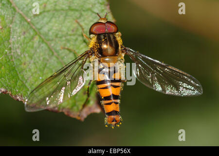 Episyrphus balteatus hoverfly (marmelade), sur une feuille, Allemagne Banque D'Images