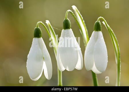 Snowdrop Galanthus nivalis (commune), trois fleurs avec rétro-éclairage, en gouttes d'Allemagne, Schleswig-Holstein Banque D'Images