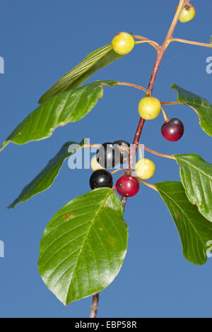 Alder buckthorn, nerprun bourdaine (Rhamnus frangula, Frangula alnus), branche avec fruits, Allemagne Banque D'Images