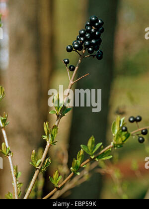 Troène commun, troène doré, troène, sauvages, prim'troène (Ligustrum vulgare), de la direction générale avec des fruits Banque D'Images