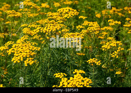 Tanaisie commune (Tanacetum vulgare, Chrysanthemum vulgare), la floraison, Allemagne Banque D'Images