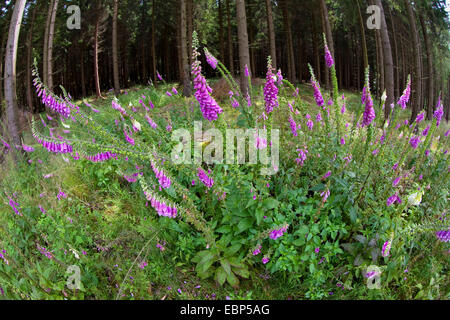 La digitale pourpre digitale, commune (Digitalis purpurea), qui fleurit dans une clairière, Allemagne Banque D'Images