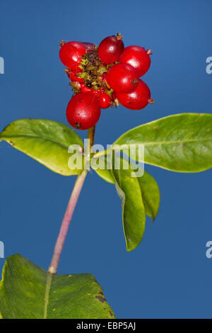 Le chèvrefeuille de Woodbine, anglais wild honeysuckle Lonicera periclymenum), (fruits, Allemagne Banque D'Images