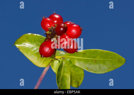 Le chèvrefeuille de Woodbine, anglais wild honeysuckle Lonicera periclymenum), (fruits, Allemagne Banque D'Images