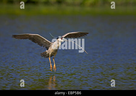 Bihoreau gris (Nycticorax nycticorax), à l'atterrissage avec le matériel du nid dans le projet de loi, aux Etats-Unis, en Floride, en Venise Banque D'Images