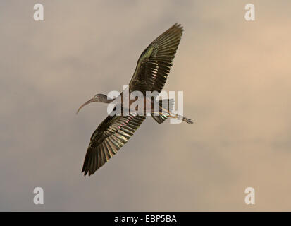 L'ibis falcinelle (Plegadis falcinellus), battant l'ibis falcinelle immatures, au crépuscule après le coucher du soleil, aux États-Unis, en Floride, le Parc National des Everglades Banque D'Images