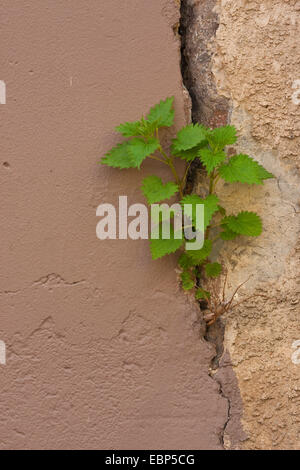 L'ortie (Urtica dioica), poussant dans une fente d'une façade, l'Allemagne, Bade-Wurtemberg Banque D'Images