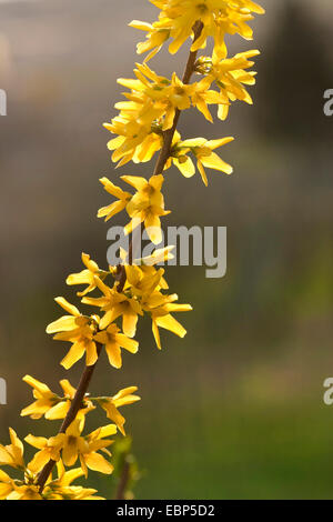 Forsythia (Forsythia commun x intermedia, Forsythia intermedia), la direction générale en fleurs Banque D'Images