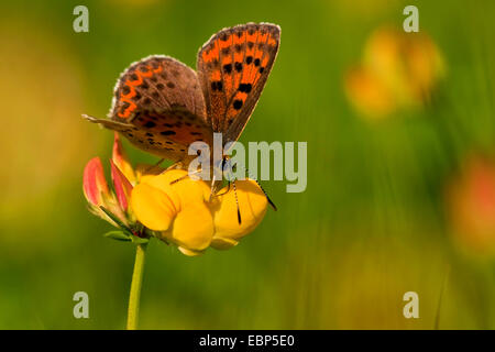 (Heodes tityrus cuivre fuligineux, Loweia Lycaena tityrus tityrus,), femme assise sur Lotus corniculatus, Allemagne, Rhénanie-Palatinat Banque D'Images