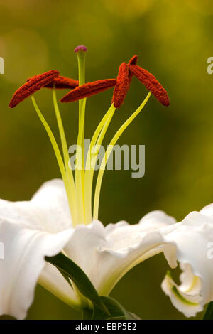 Lily (Lilium spec.), dans le jardin des lys blanc Banque D'Images