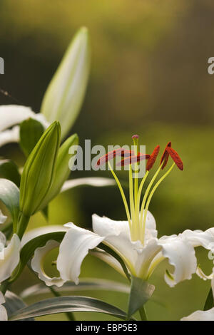 Lily (Lilium spec.), dans le jardin des lys blanc Banque D'Images