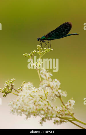 Bluewing, demoiselle agrion (Calopteryx virgo), homme assis sur la reine-des-Prés, Filipendula ulmaria, Allemagne, Rhénanie-Palatinat Banque D'Images