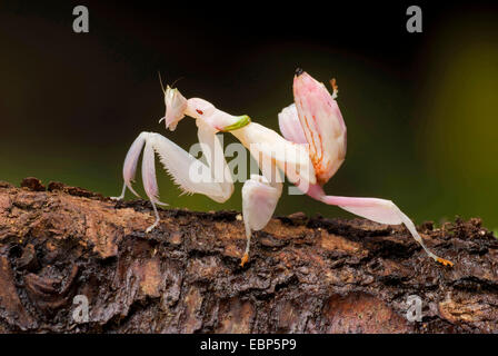 Malaysian orchid mantis (Hymenopus coronatus), sur une branche Banque D'Images