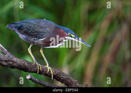 Héron vert, vert soutenu (Heron Butorides spinosa), debout sur une branche, USA, Floride, le Parc National des Everglades Banque D'Images