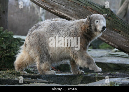 Les jeunes ours polaires (Ursus maritimus) appelé Knut dans son enclos au zoo de Berlin, Allemagne. Banque D'Images