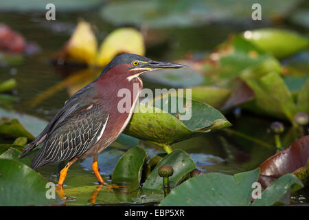 Héron vert, vert soutenu (Heron Butorides spinosa), debout sur une feuille, à watersurface, USA, Floride, le Parc National des Everglades Banque D'Images