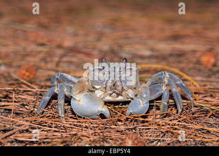 Le crabe fantôme (Ocypode cordimanus cordimana, Ocypode), assis sur le sol, les Seychelles, l'Île aux Oiseaux Banque D'Images