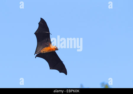 Seychelles, seychelles flying fox (Pteropus seychellensis fruit bat), voler, Seychelles, Mahe Banque D'Images