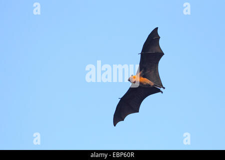 Seychelles, seychelles flying fox (Pteropus seychellensis fruit bat), voler, Seychelles, Mahe Banque D'Images