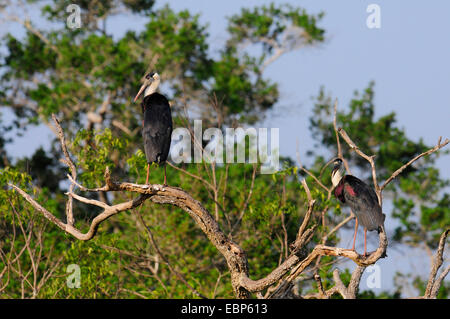 Woolly-necked stork (Ciconia episcopus), deux cigognes assis sur un arbre mort, le Sri Lanka, le Parc National de Wilpattu Banque D'Images