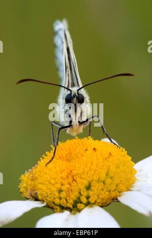 Blanc marbré (Melanargia galathea), assis sur une marguerite, Allemagne, Rhénanie du Nord-Westphalie Banque D'Images