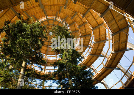 À la recherche de chemin forestier éducatif Bayerischer Wald construit autour de sapins, vue intérieure de la coupole avec ses pieds en spirale-promenade, Allemagne, Bavière, parc national Bayerischer Wald, Neuschoenau Banque D'Images