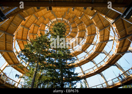 À la recherche de chemin forestier éducatif Bayerischer Wald construit autour de sapins, vue intérieure de la coupole avec ses pieds en spirale-promenade, Allemagne, Bavière, parc national Bayerischer Wald, Neuschoenau Banque D'Images