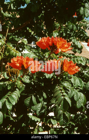 (Spathodea campanulata flame tree), blooming Banque D'Images