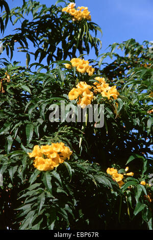Trumpetbush jaune, jaune, jaune cloches ancien (Tecoma stans), blooming Banque D'Images