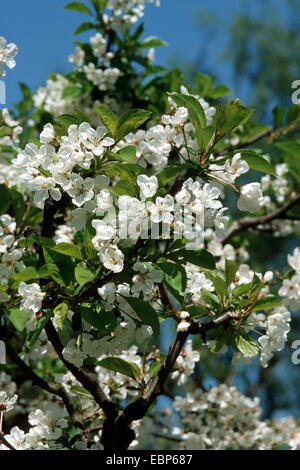 Cerisier nain, griotte, cerise (Prunus cerasus var. austera), des brindilles en fleurs Banque D'Images