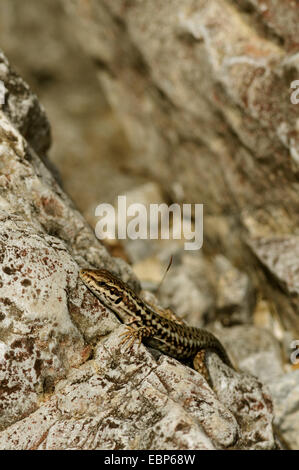 Erhard's lézard des murailles (Podarcis, erhardii erhardii erhardii Lacerta, Podarcis riveti), à un éperon rocheux, Grèce, Macédoine Banque D'Images