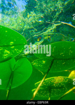 White Water-lily, nénuphar blanc (Nymphaea alba), feuilles de submerger le ci-dessous, Allemagne Banque D'Images
